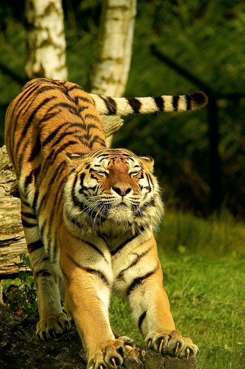 tijger strekt